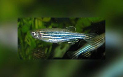 16th Annual (Virtual) Zebrafish Husbandry Workshop