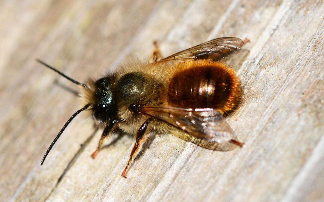 Research on Red mason bees